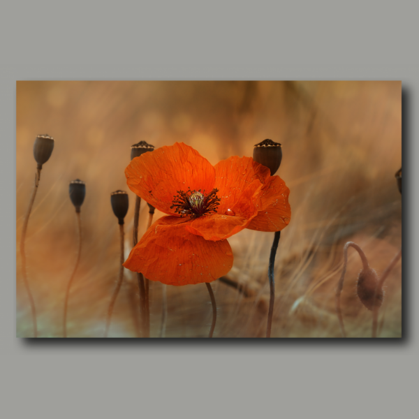 Poppy