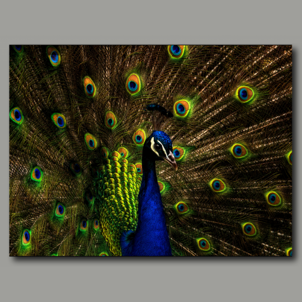 Peacock