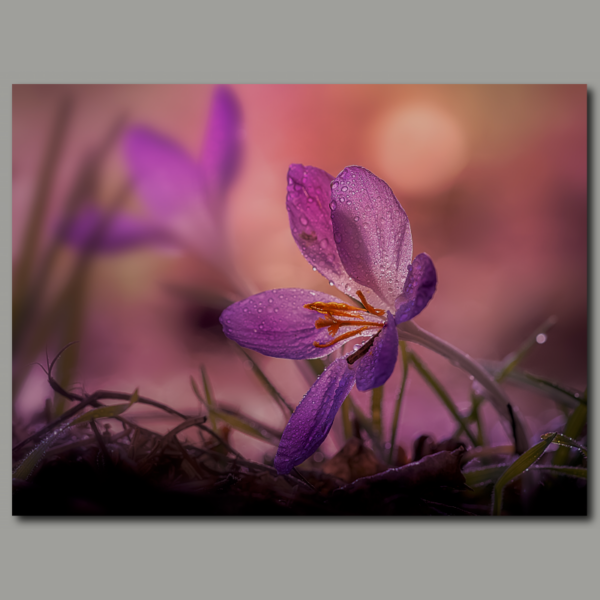 pink crocus