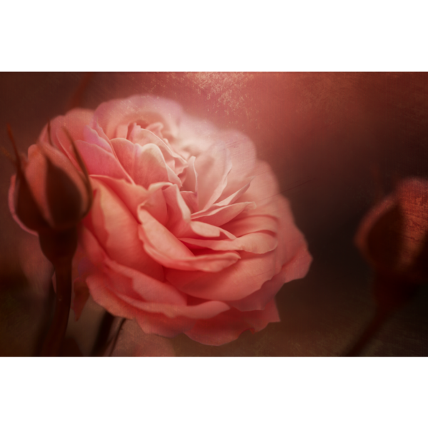 Rose - Image 2