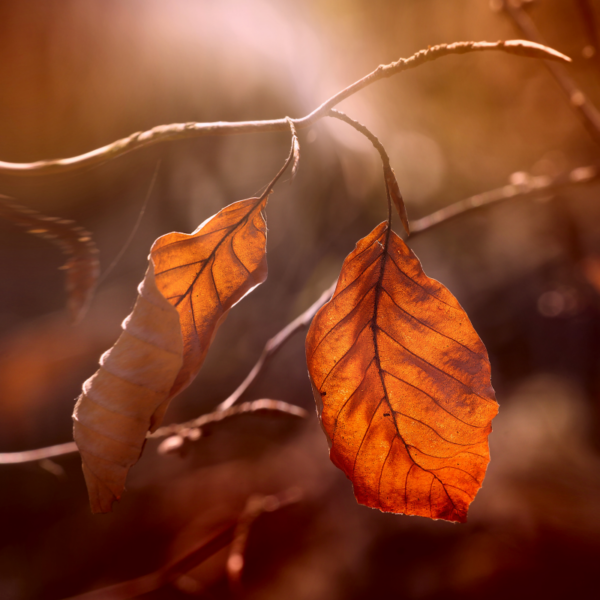 Autumn - immagine 2