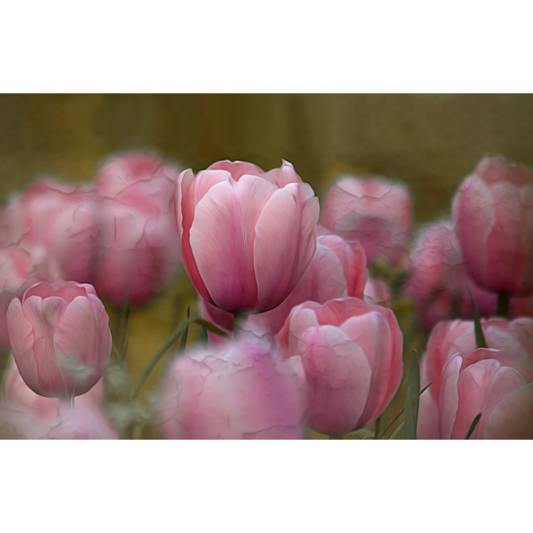 Tulpen – Image 2