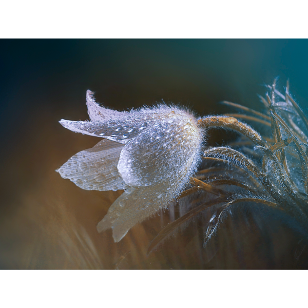 Flauschiges Blümchen – Bild 2