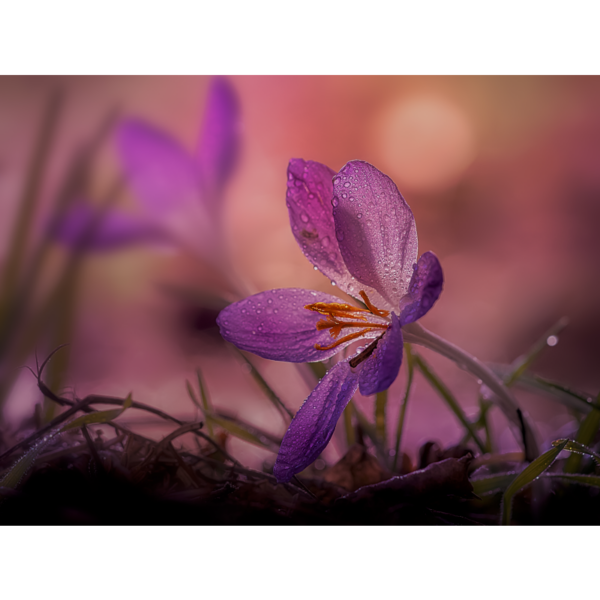 pink crocus - Image 2