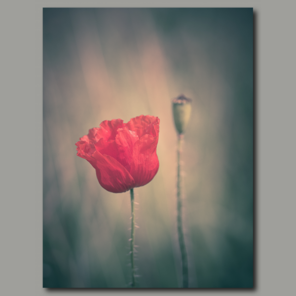 Poppy