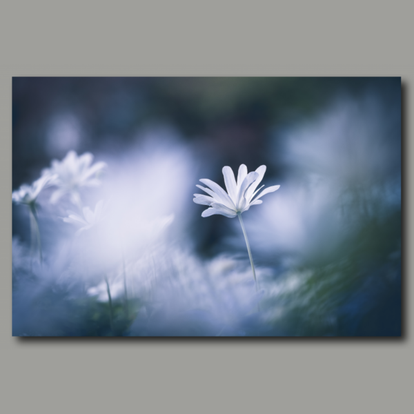 White flower cloud