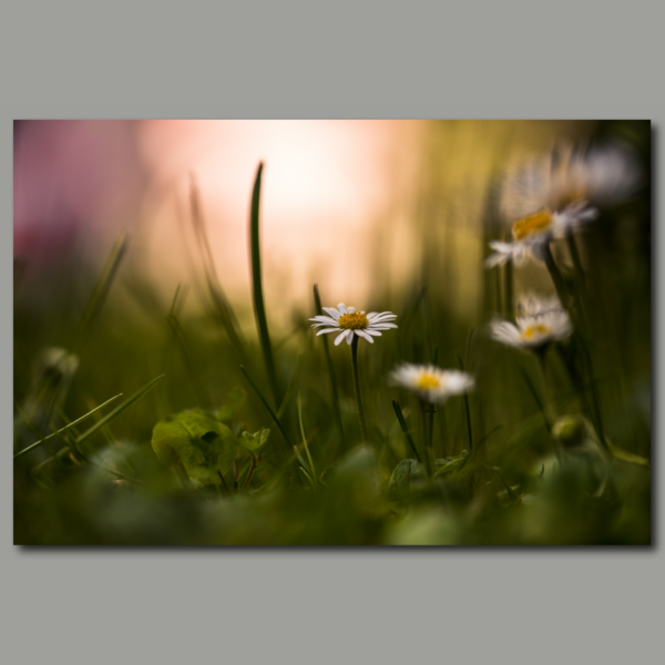 Morning mood on the meadow