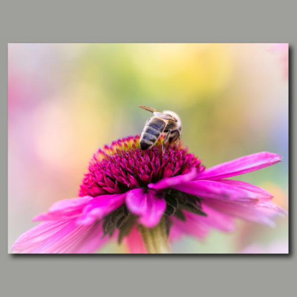 Abeille sur un chapeau de soleil