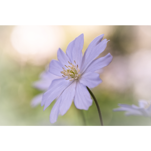 Anemone im Wind - Imagen 2