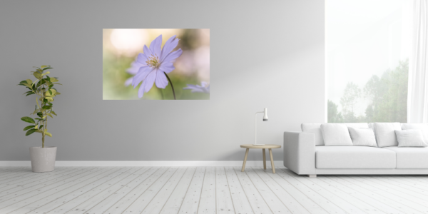 Anemone im Wind - Imagen 4