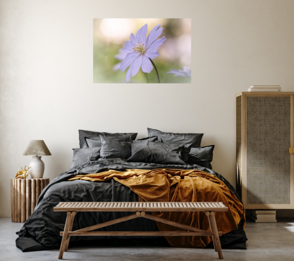 Anemone im Wind - Imagen 6