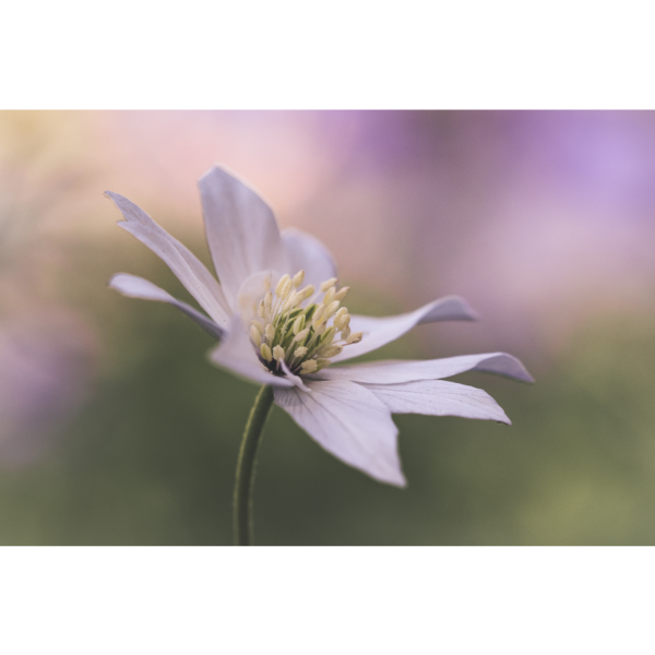 Anemone im Wind – Image 2