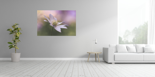 Anemone im Wind – Image 4