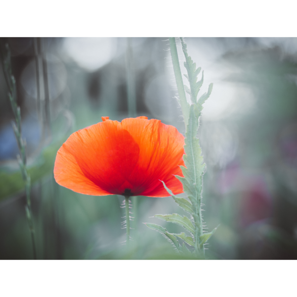 Roter Mohn - Imagen 2