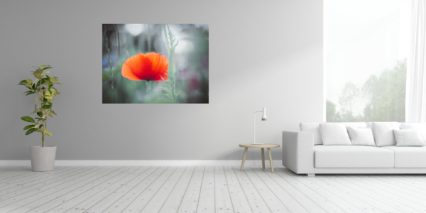 Roter Mohn - Imagen 4