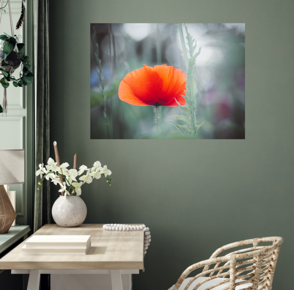 Roter Mohn - Imagen 5