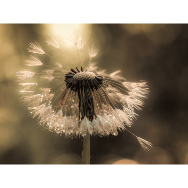 Pusteblume im Gegenlicht – Bild 2