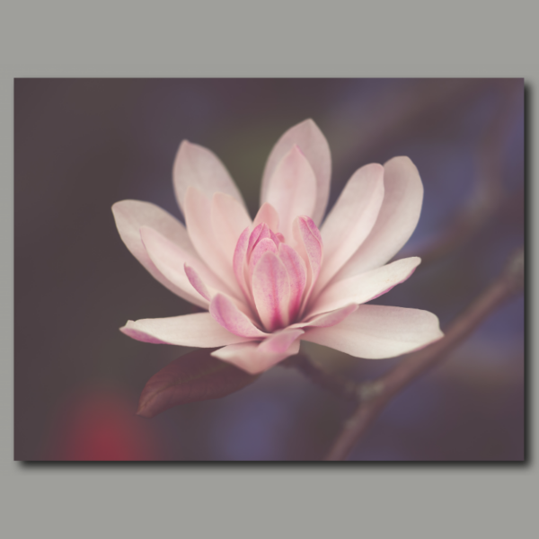 Fiori di magnolia