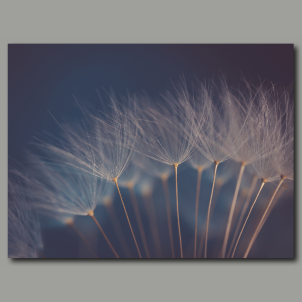 Dandelion umbrella