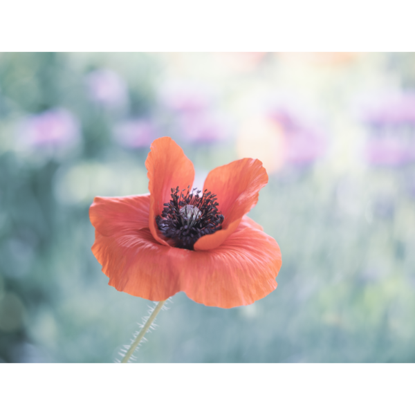 Roter Mohn – Image 2