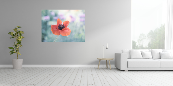 Roter Mohn – Image 4