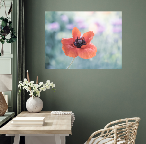 Roter Mohn – Image 5