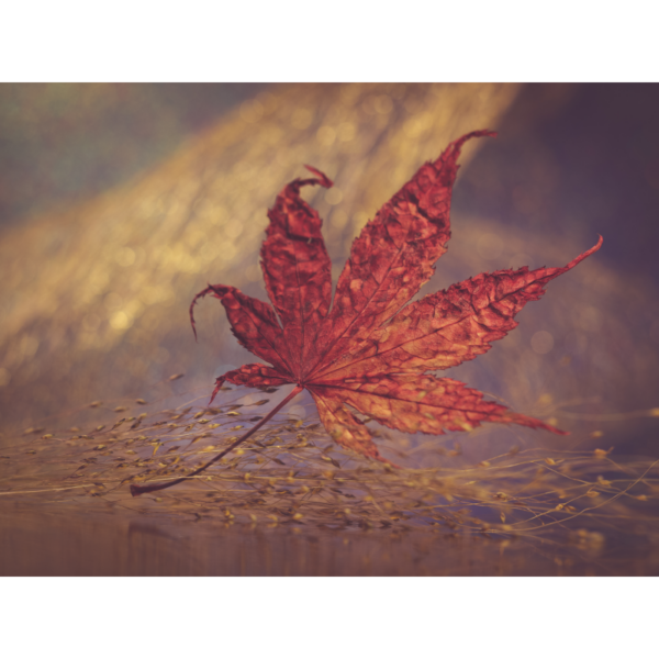 Herbstblatt – Image 2