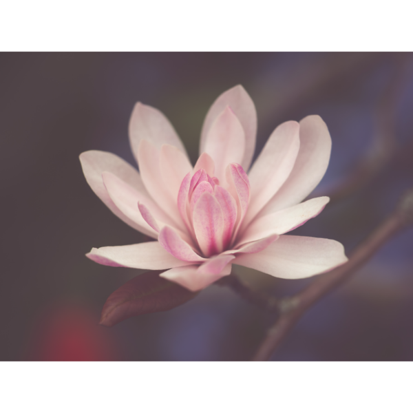 Magnolienblüte - immagine 2