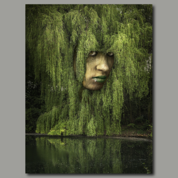 Weeping Willow