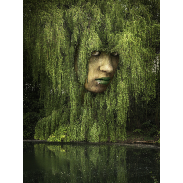 Weeping Willow – Bild 2