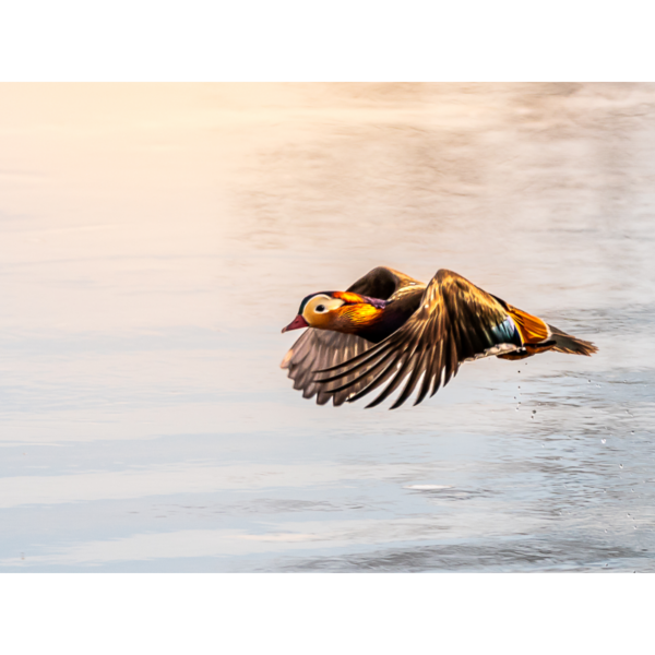 Flying Mandarin – Bild 2