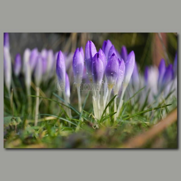 Crocus