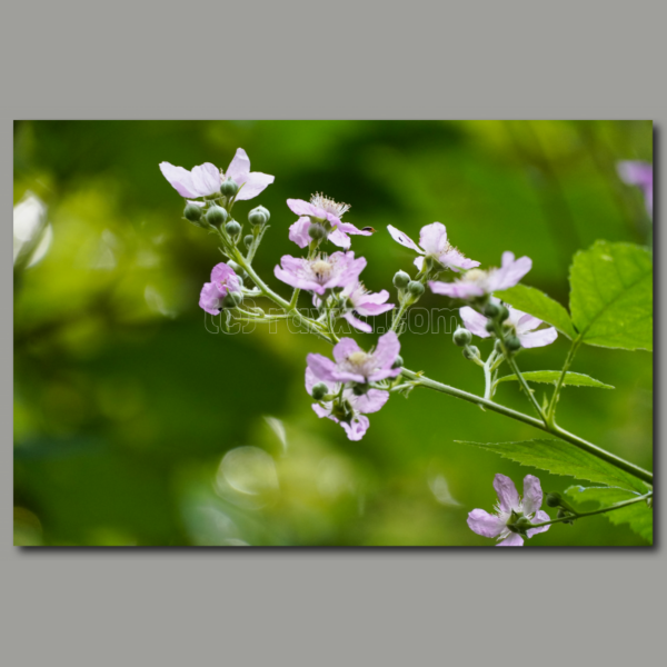 Magie des fleurs