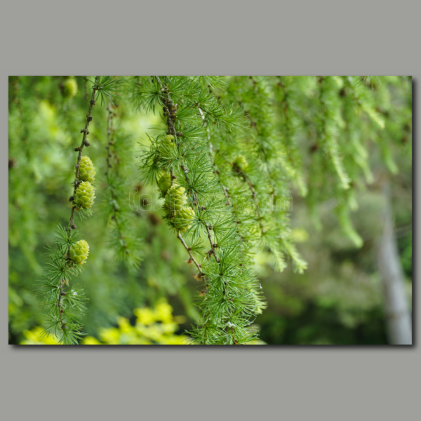 Green curtain