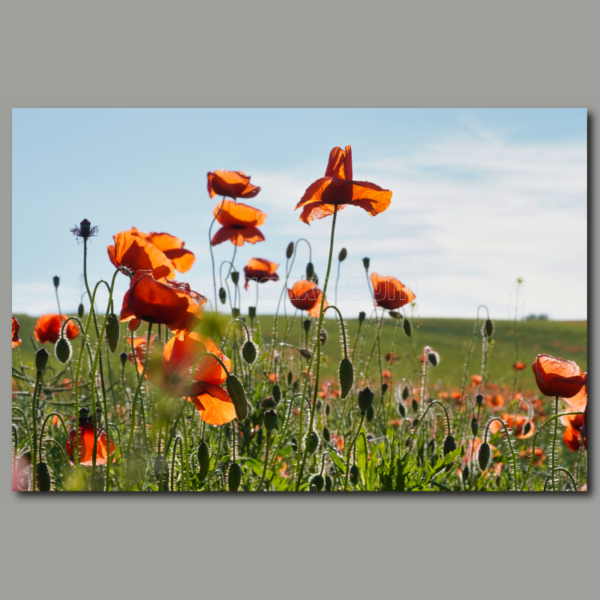 Poppy field