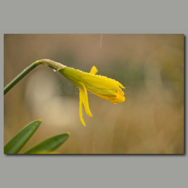 Averses de pluie