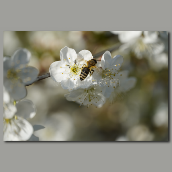 Raccogliere il nettare