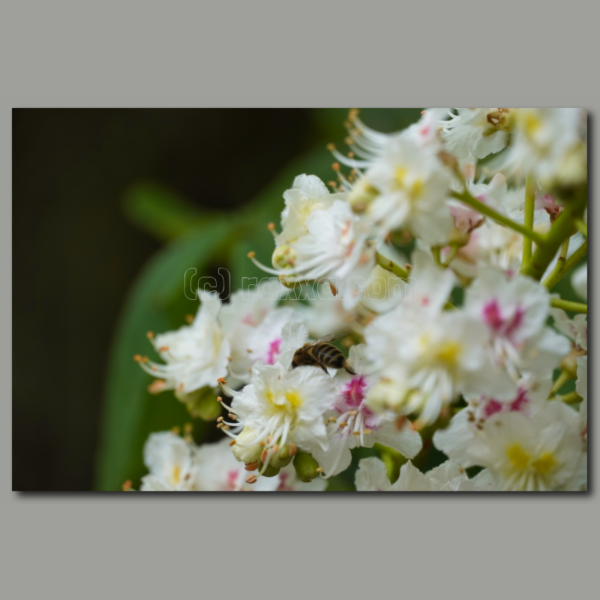 Fiori di castagno con ospite