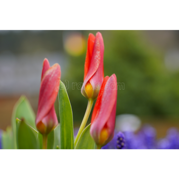 Tulpen - Image 2