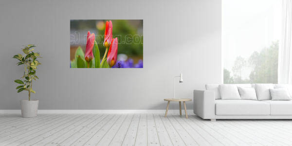 Tulpen - Image 4