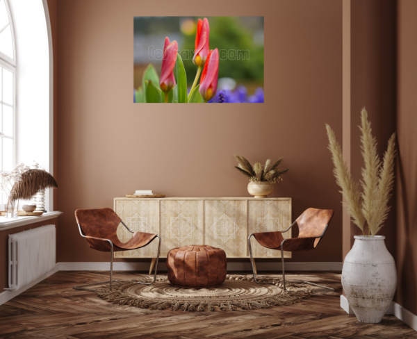 Tulpen - Image 7