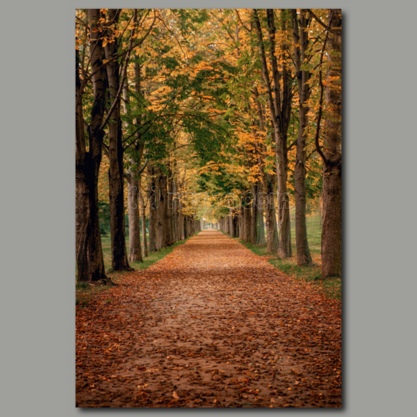 Autumn Avenue