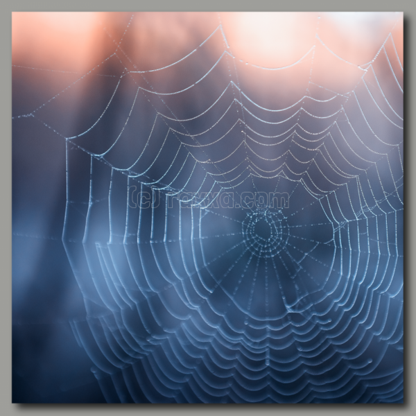 Spider web