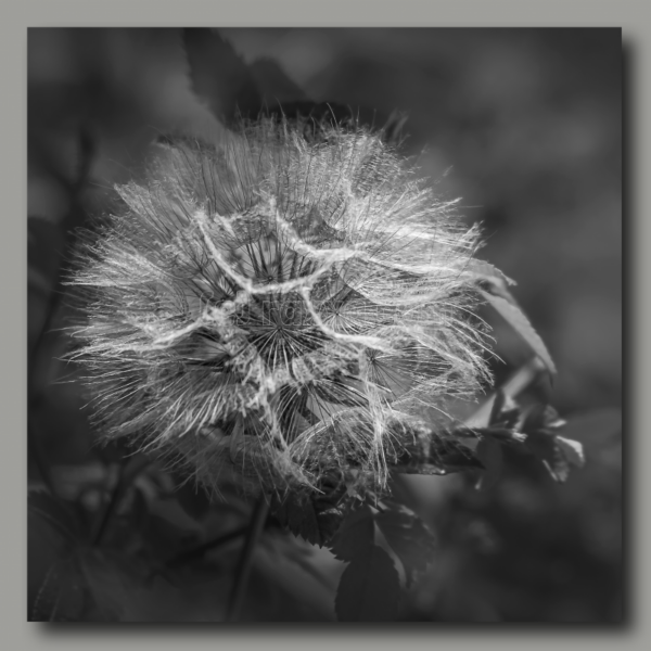 Meadow goatsbeard