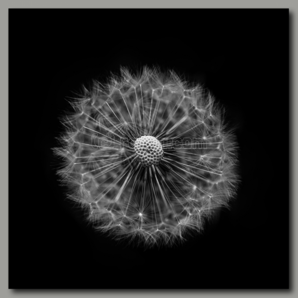 Dandelion 2