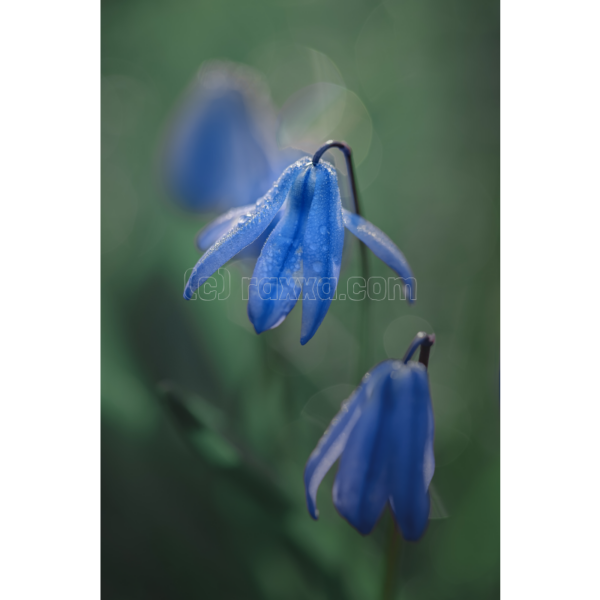 blaue Glockenblume – Image 2