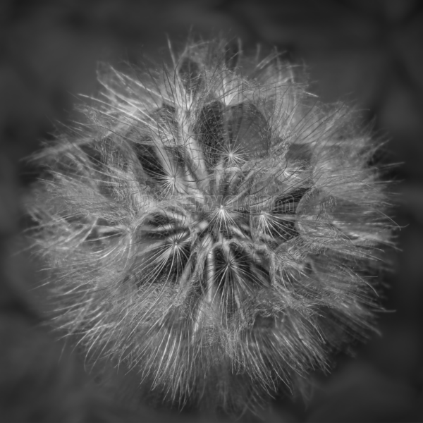 Pusteblume - Image 2