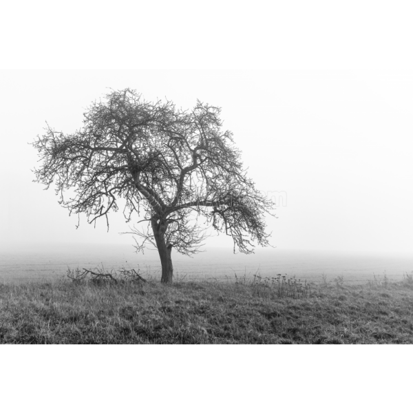 ein Baum im Nebel – Bild 2