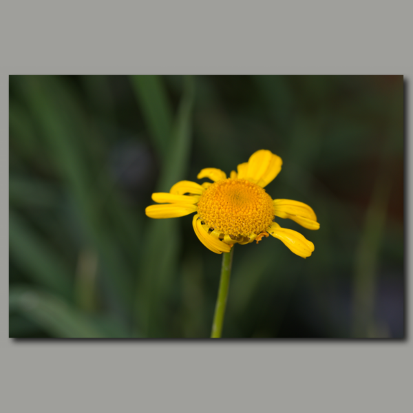 fiore giallo in autunno