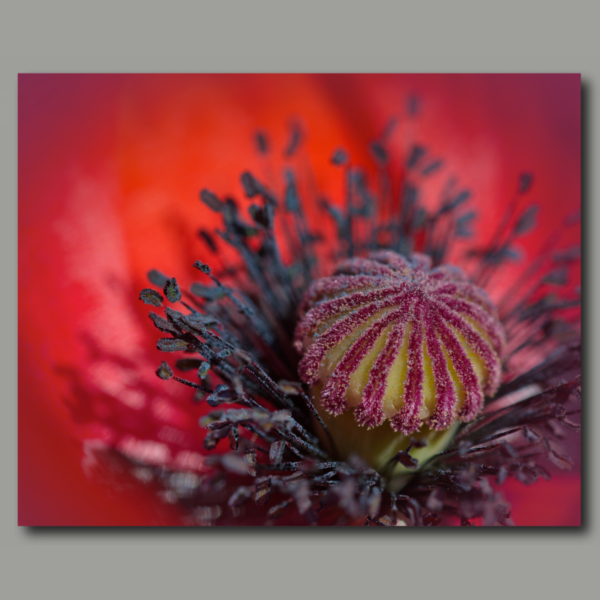 Poppy in red